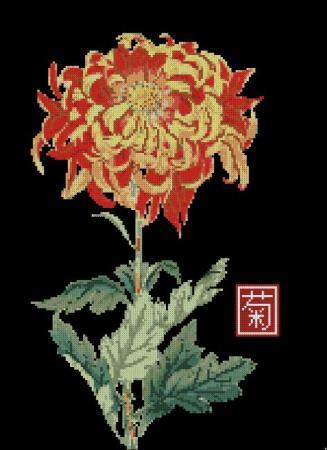 (image for) Japanese Chrysanthemum Orange